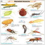 Harmful Insects Chart